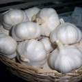 New Crop White Knoblauch Preis in Jin Xiang